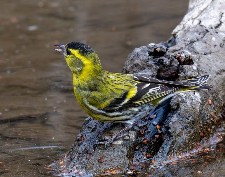 秋ヶ瀬公園のマヒワ