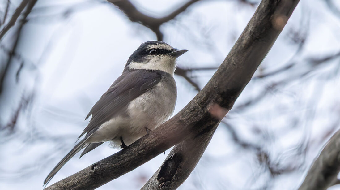 東高根森林公園のリュウキュウサンショウクイ