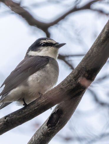 東高根森林公園のリュウキュウサンショウクイ