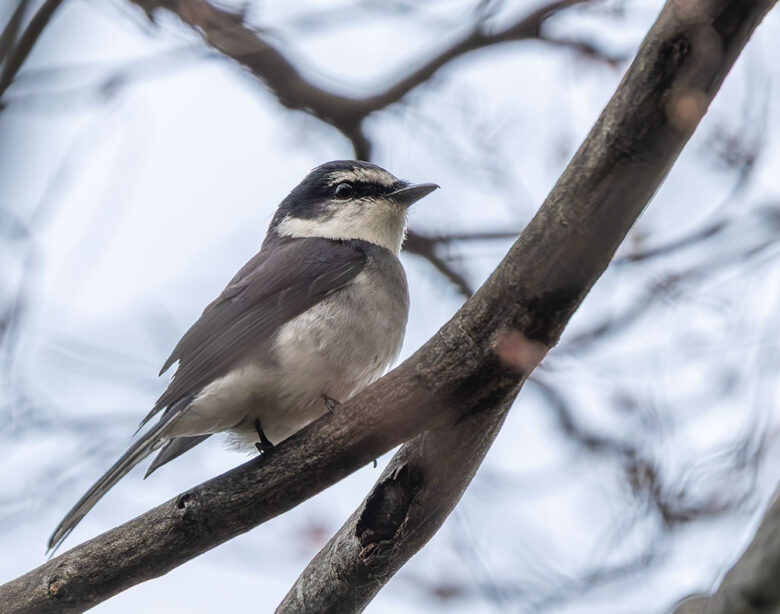 東高根森林公園のリュウキュウサンショウクイ