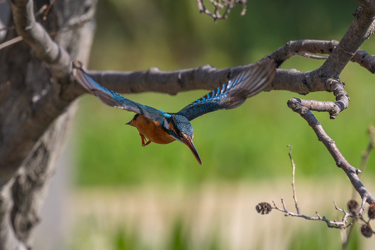 洗足池のカワセミ