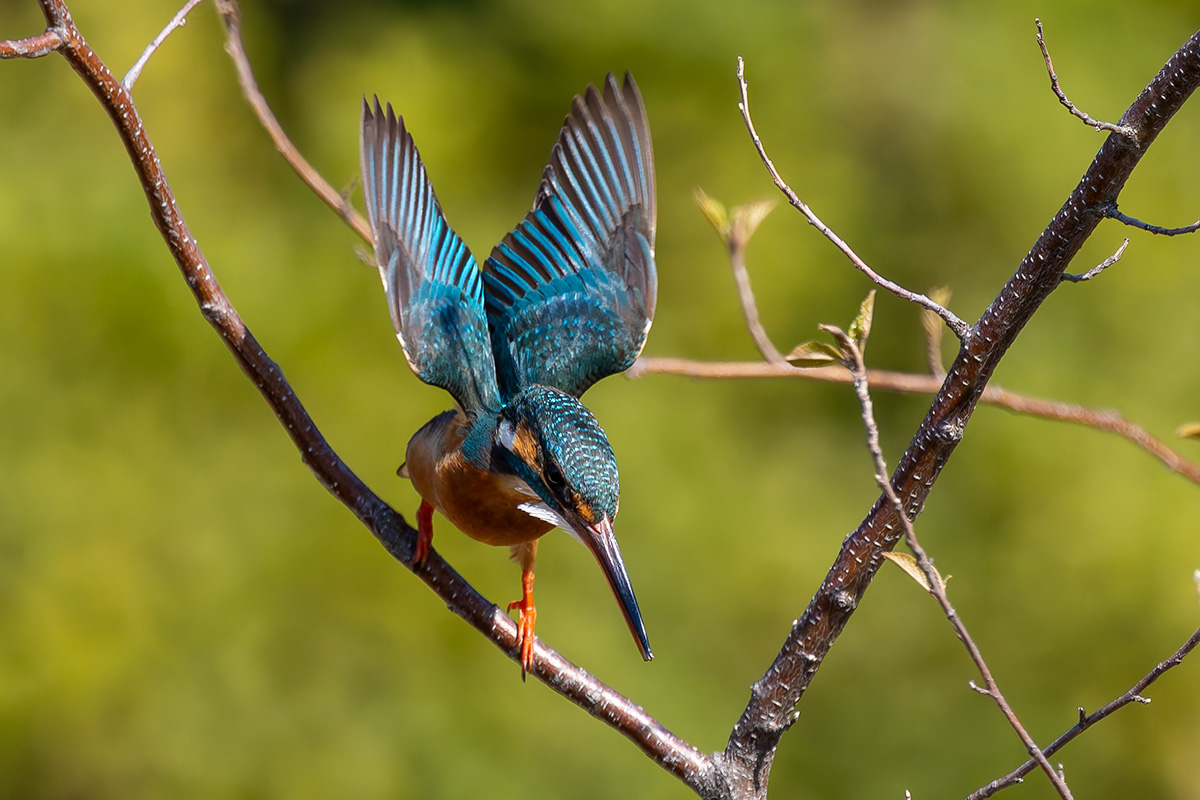 洗足池のカワセミ