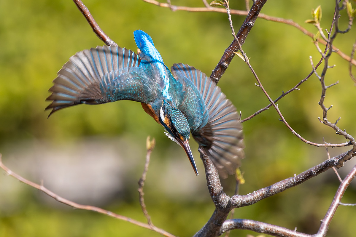 洗足池のカワセミ