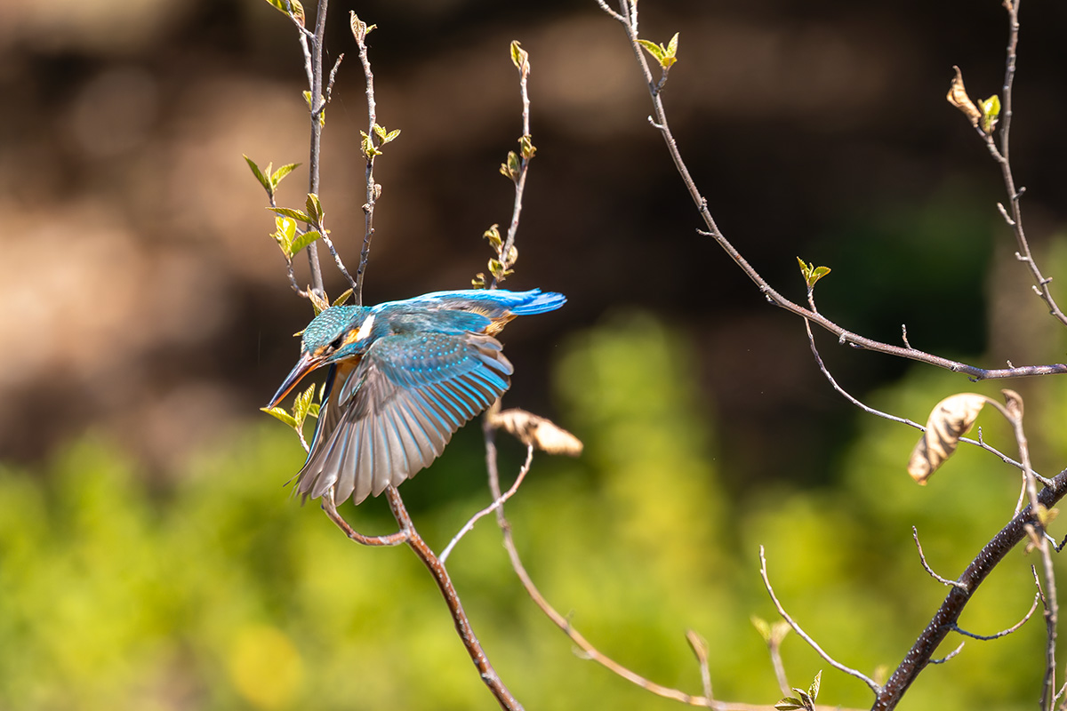 洗足池のカワセミ
