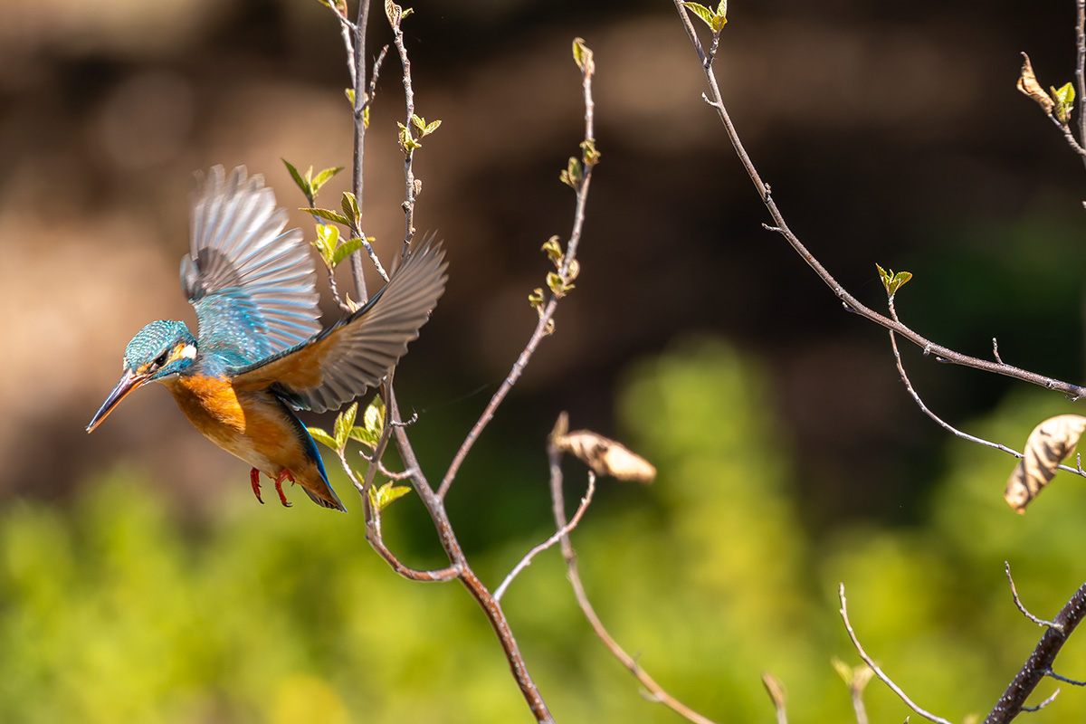 洗足池のカワセミ