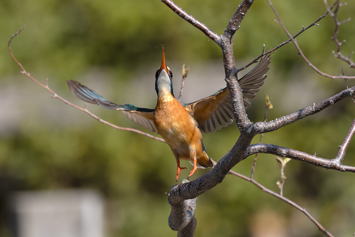 洗足池のカワセミ