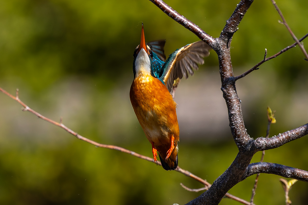 洗足池のカワセミ