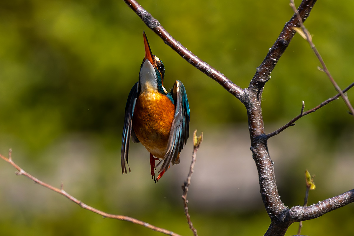 洗足池のカワセミ