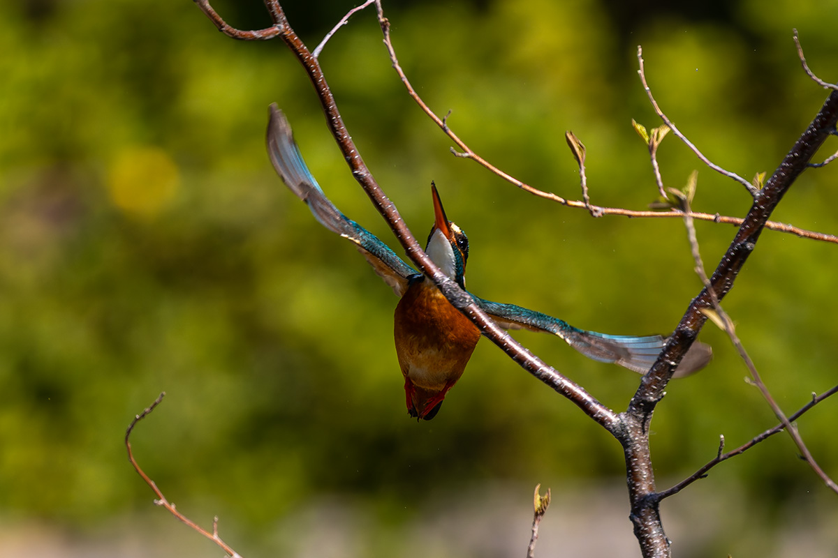 洗足池のカワセミ