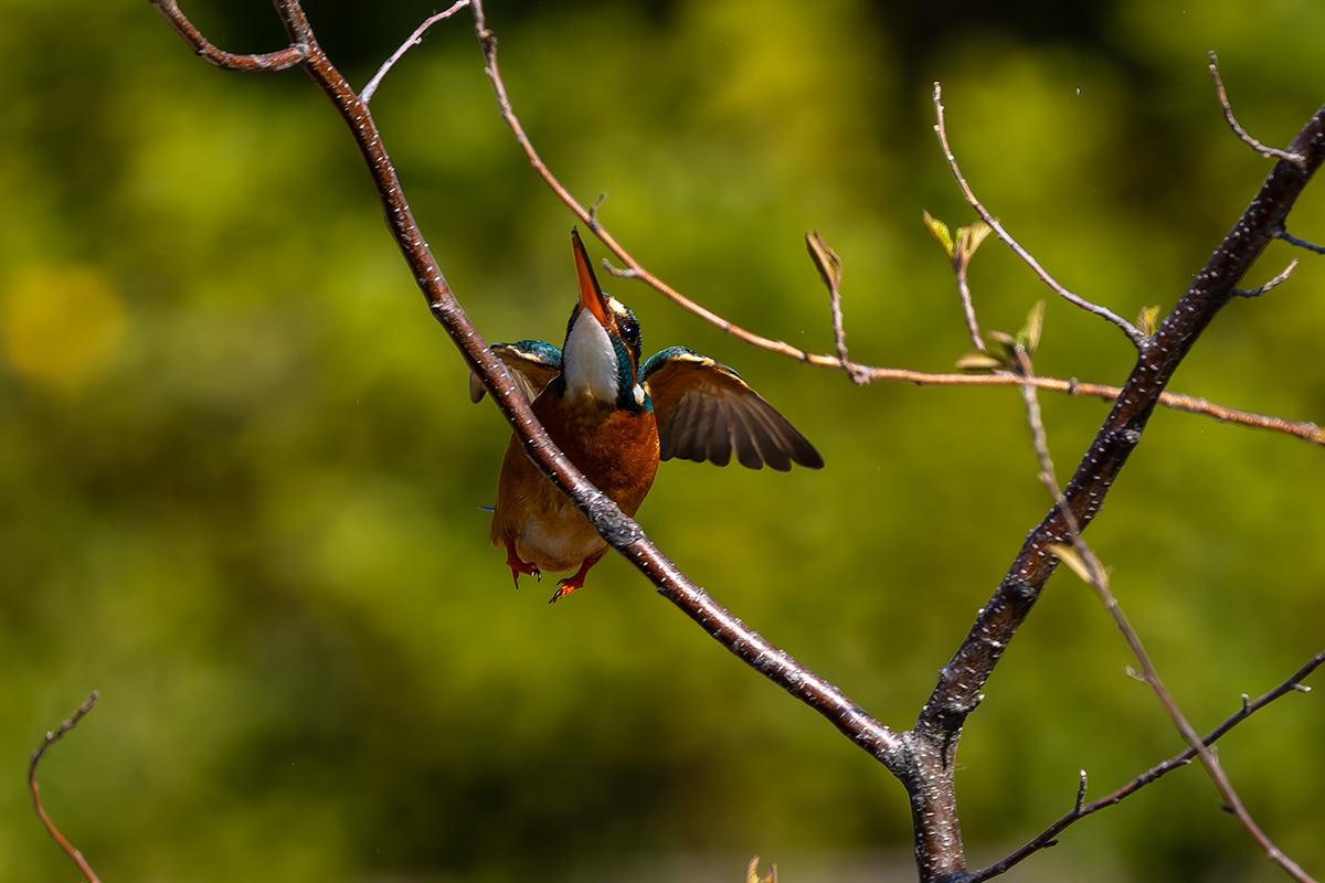 洗足池のカワセミ
