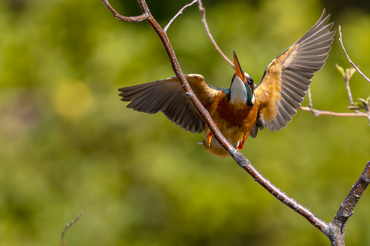 洗足池のカワセミ