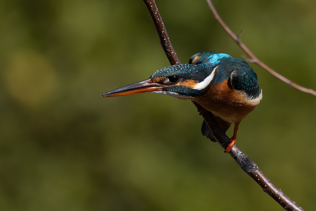 洗足池のカワセミ