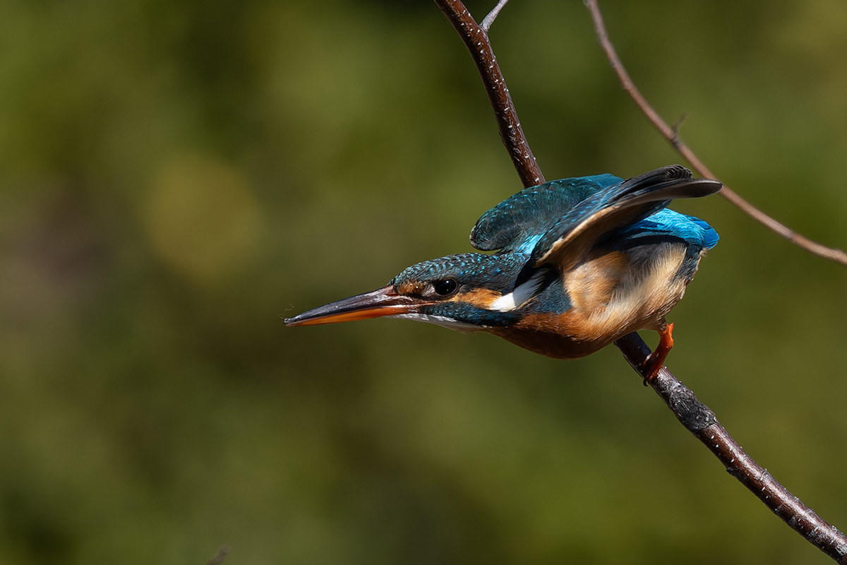 洗足池のカワセミ