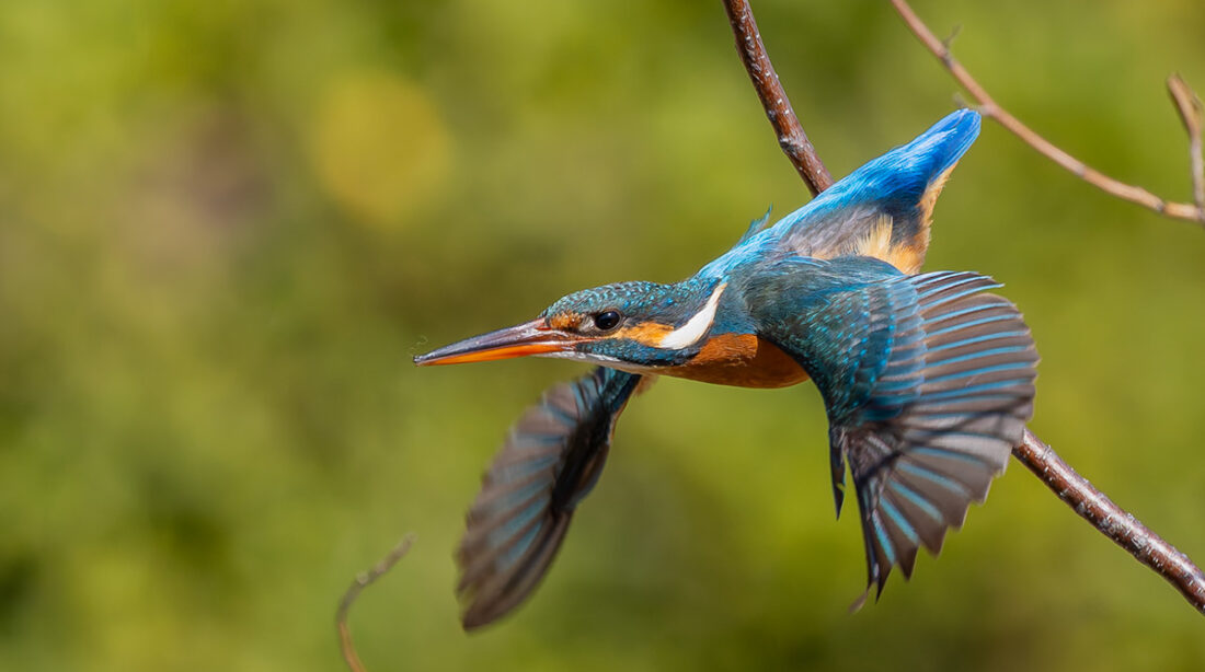 洗足池のカワセミ