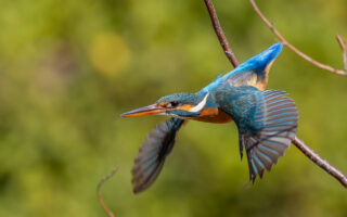 洗足池のカワセミ