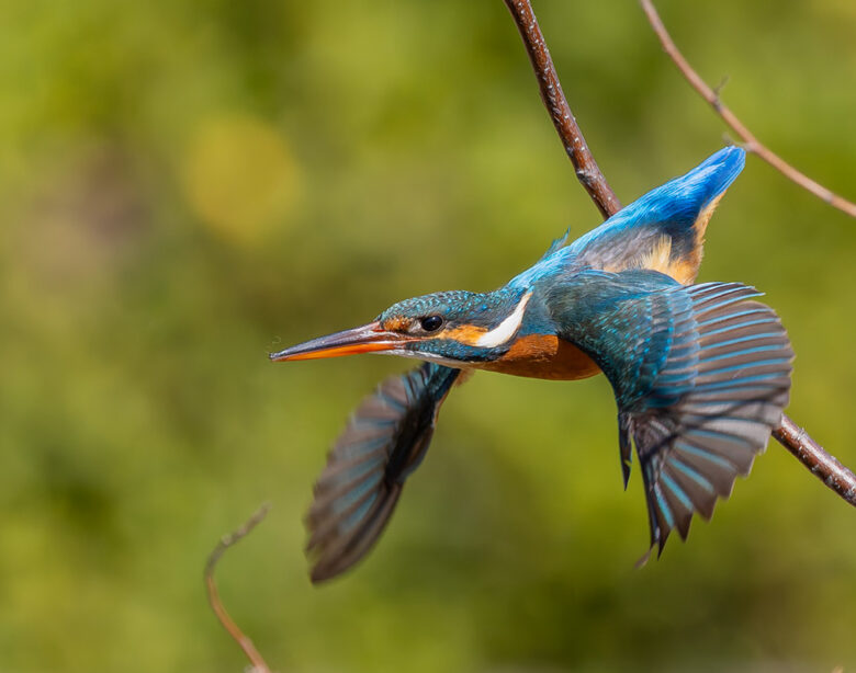 洗足池のカワセミ