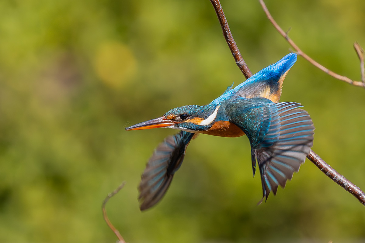 洗足池のカワセミ