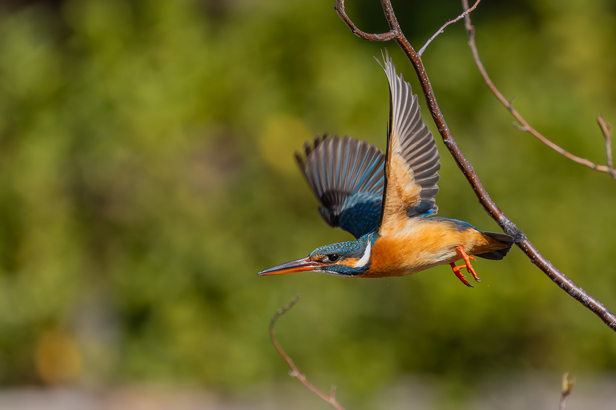 洗足池のカワセミ