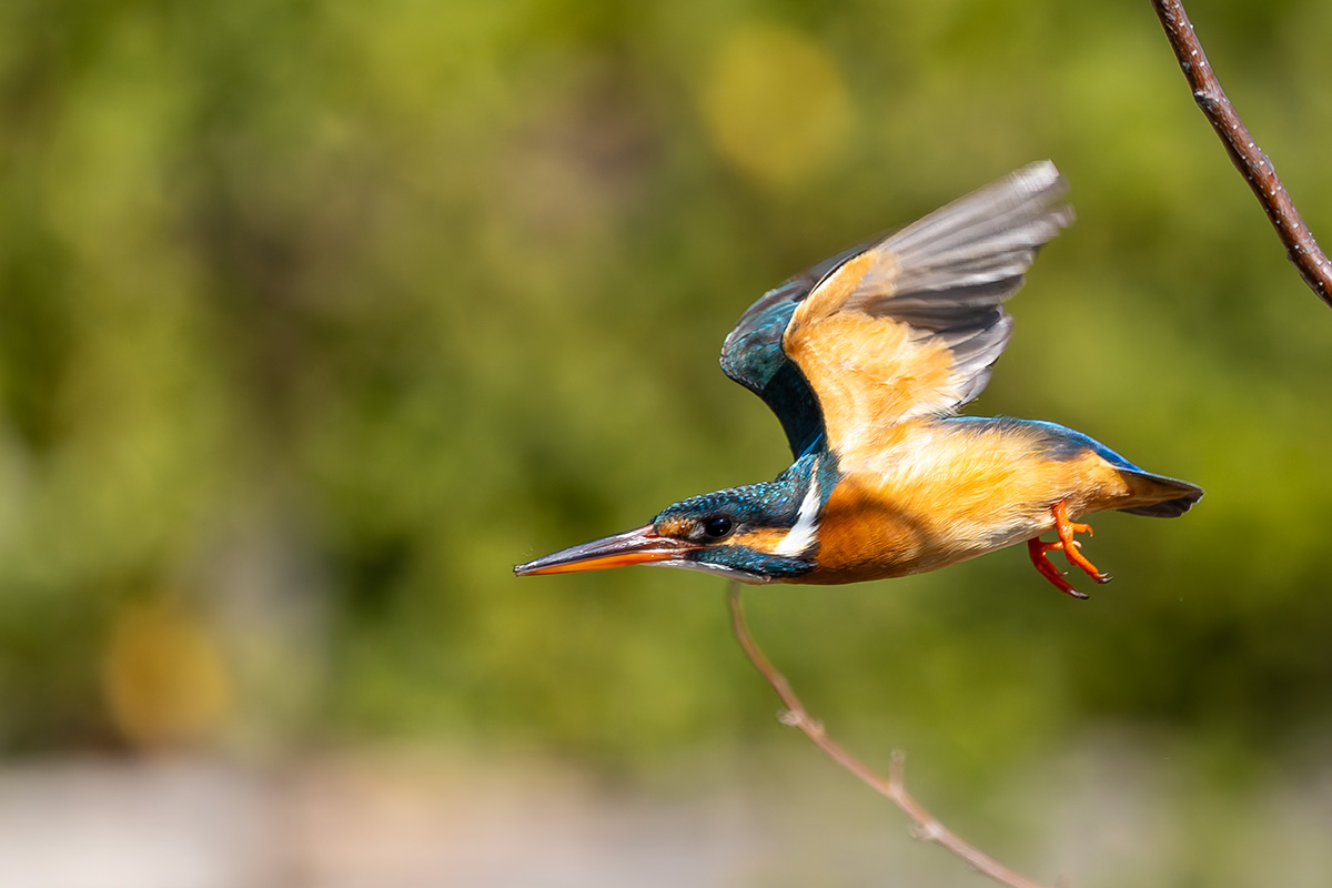 洗足池のカワセミ