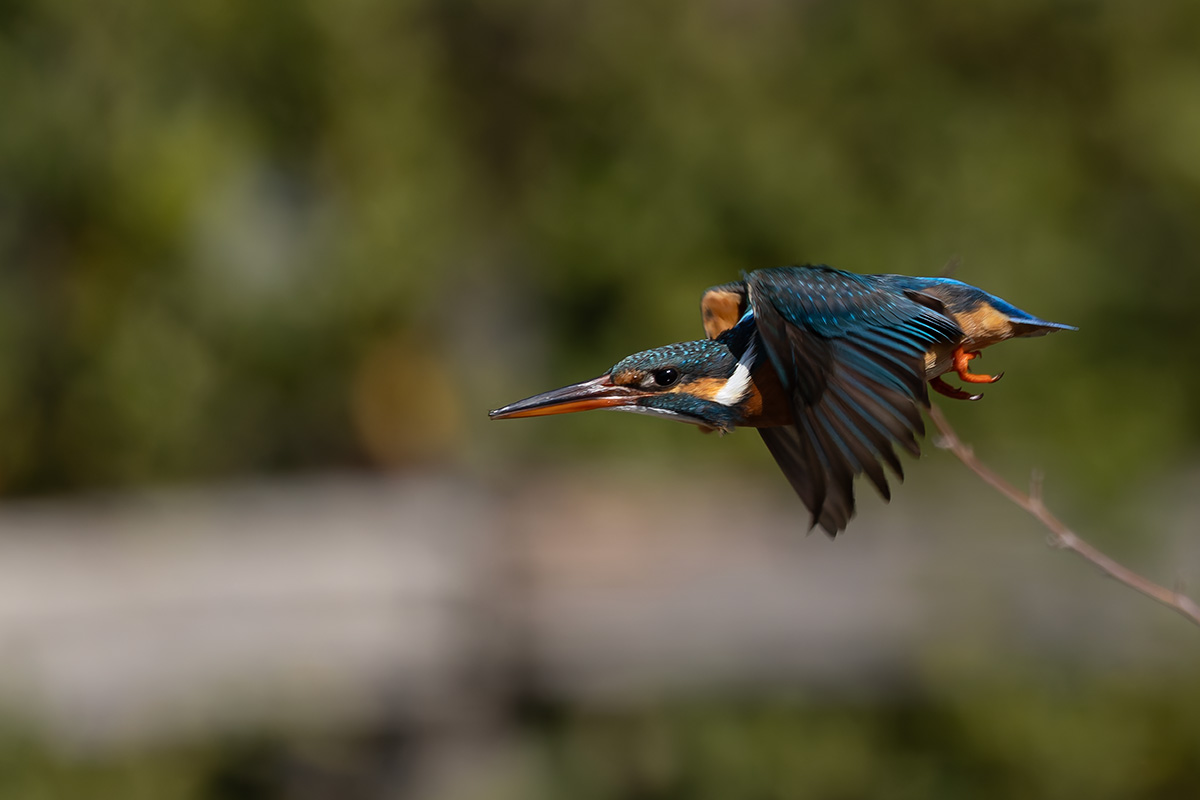 洗足池のカワセミ