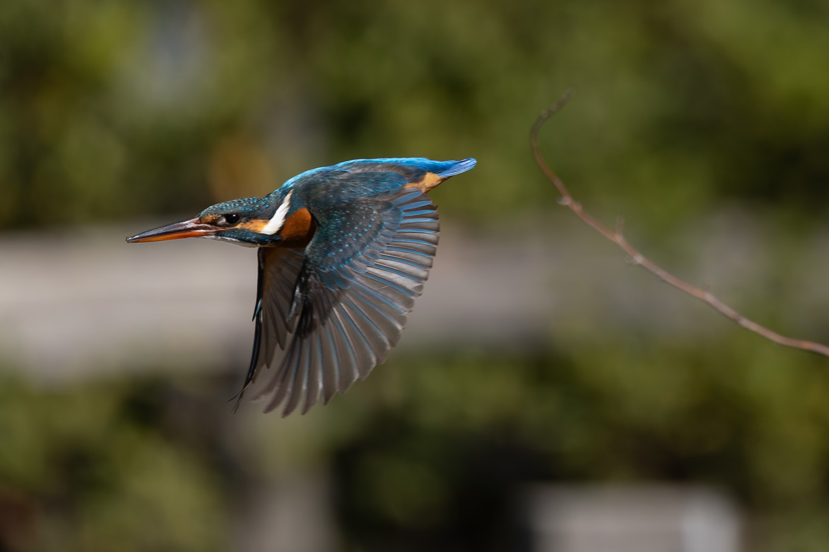 洗足池のカワセミ