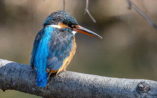 小池公園のカワセミ