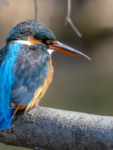 小池公園のカワセミ