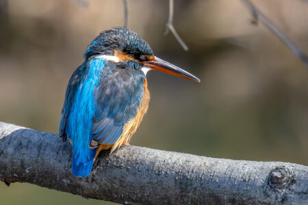 小池公園のカワセミ
