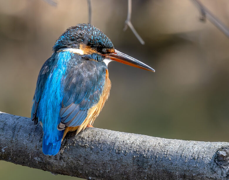 小池公園のカワセミ