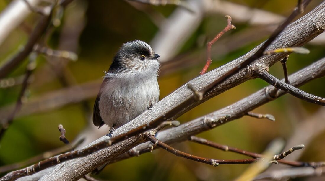 筑波山梅林のエナガ