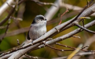 筑波山梅林のエナガ