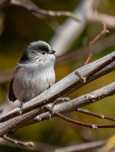 筑波山梅林のエナガ