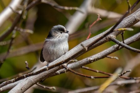 筑波山梅林のエナガ