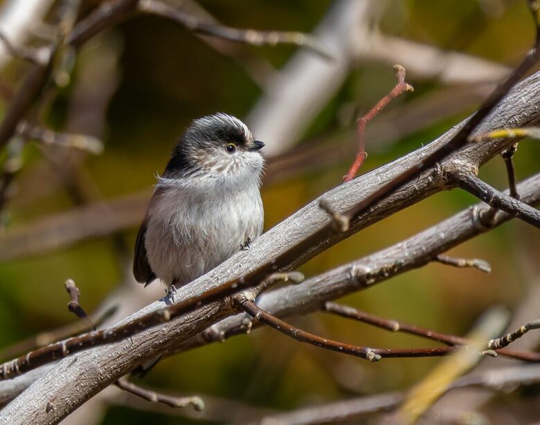 筑波山梅林のエナガ