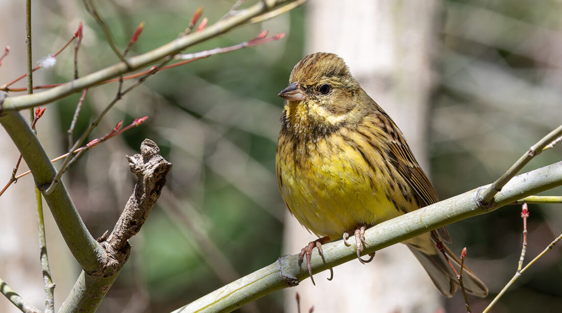 洗足池のアオジ
