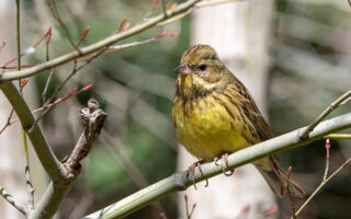 洗足池のアオジ