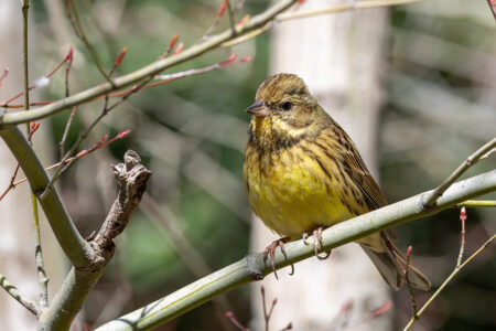 洗足池のアオジ