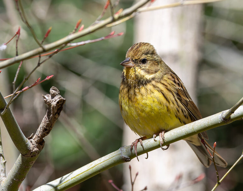 洗足池のアオジ