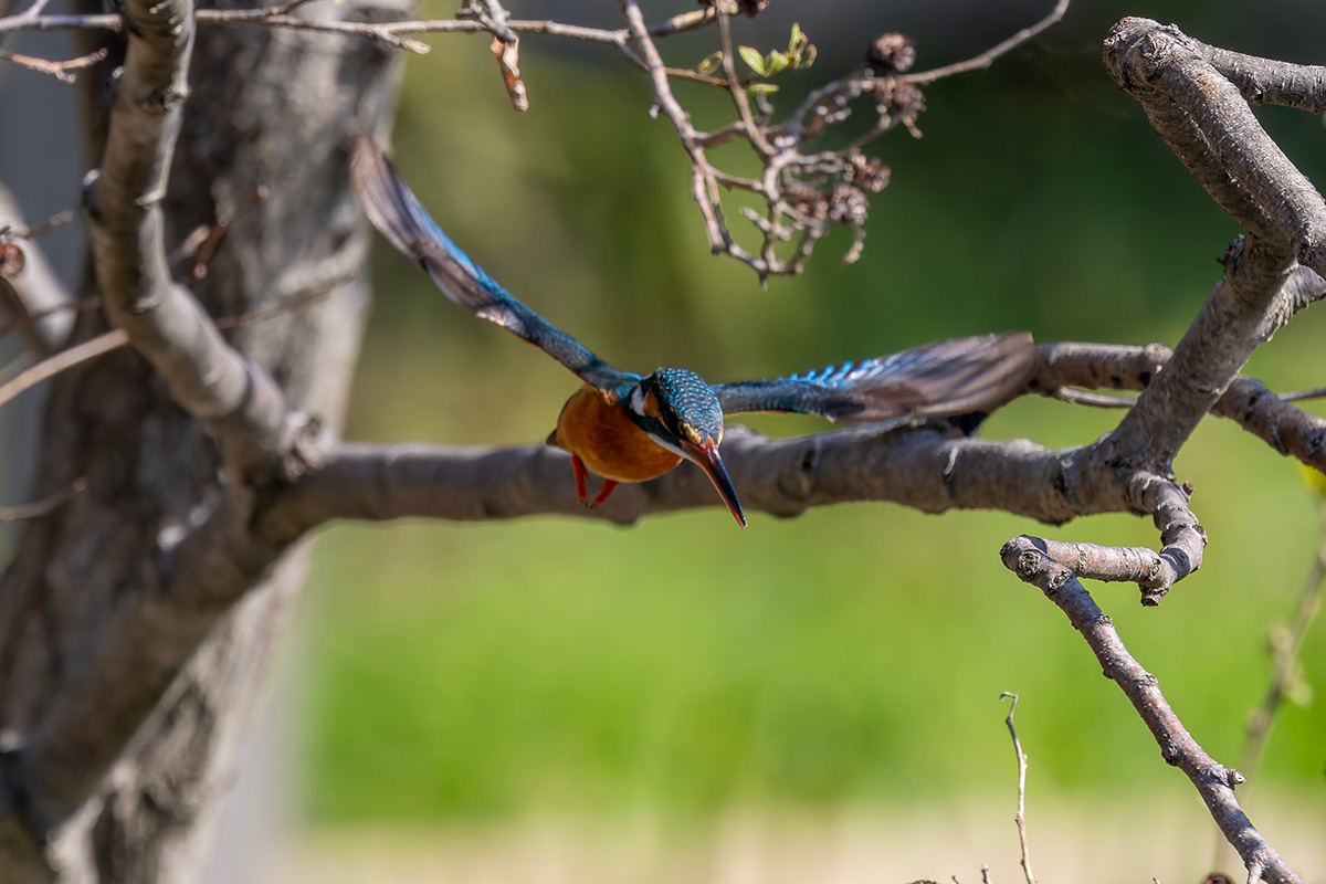洗足池のカワセミ