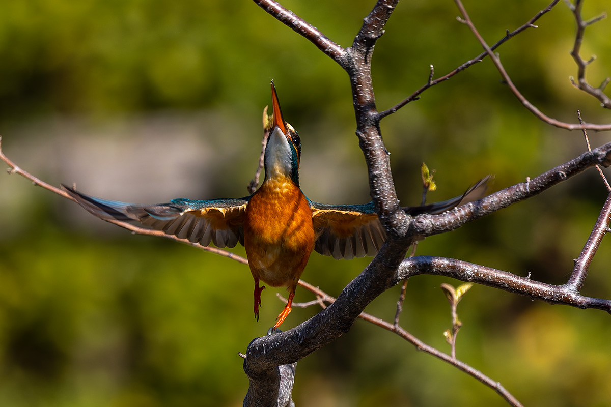 洗足池のカワセミ