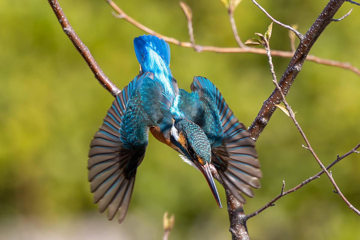 洗足池のカワセミ