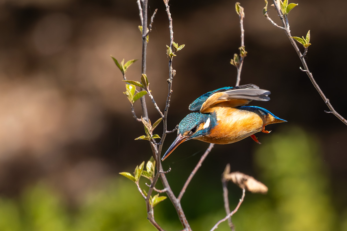 洗足池のカワセミ