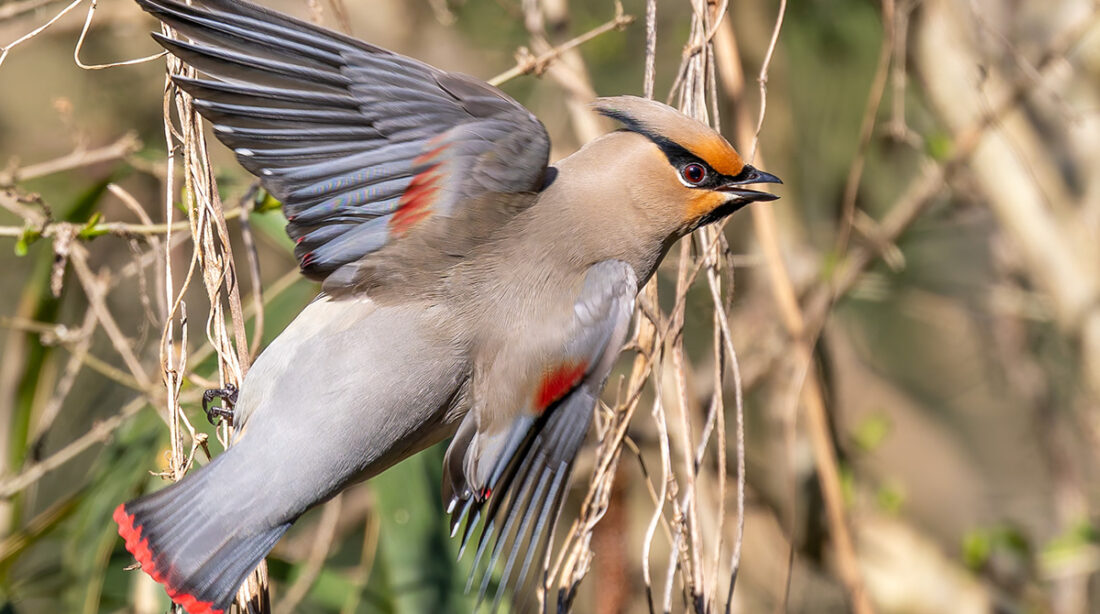 秋ヶ瀬公園のヒレンジャク！