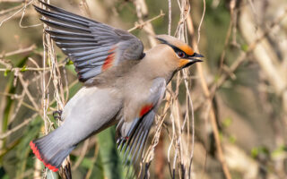 秋ヶ瀬公園のヒレンジャク！