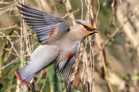秋ヶ瀬公園のヒレンジャク！