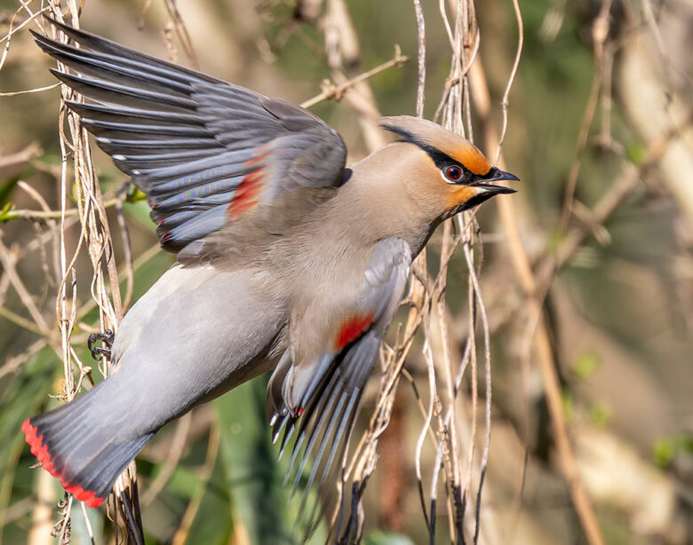 秋ヶ瀬公園のヒレンジャク！