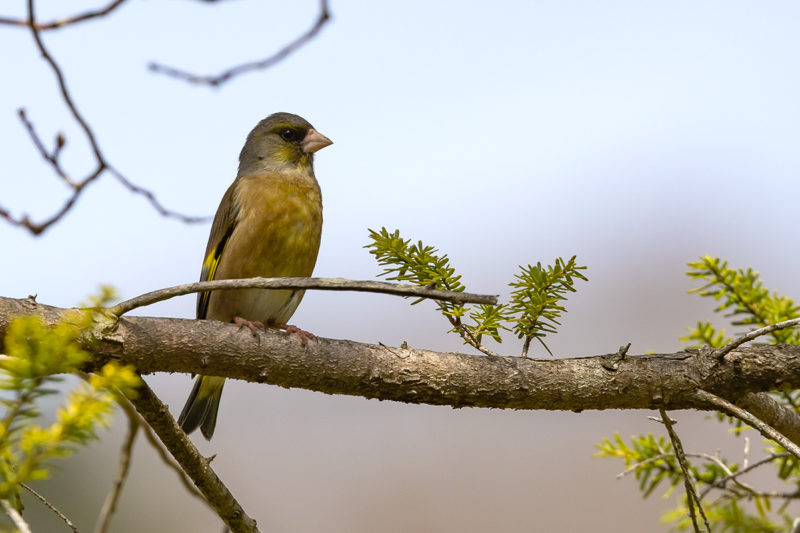 西湖野鳥の森公園のカワラヒワ