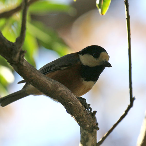 西湖野鳥の森公園のヤマガラ
