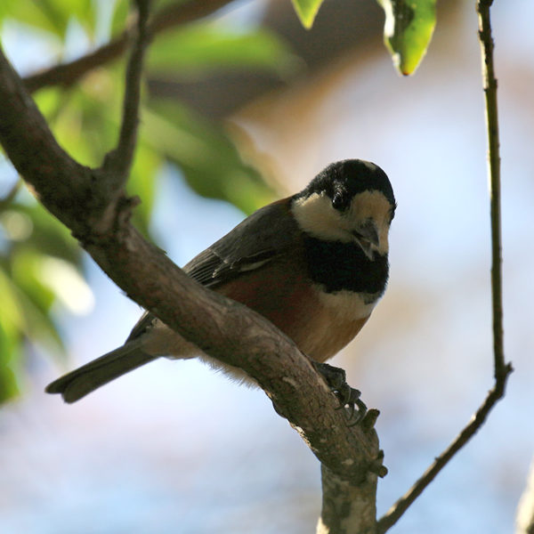 西湖野鳥の森公園のヤマガラ