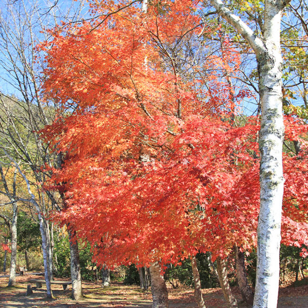 西湖 野鳥の森公園の紅葉
